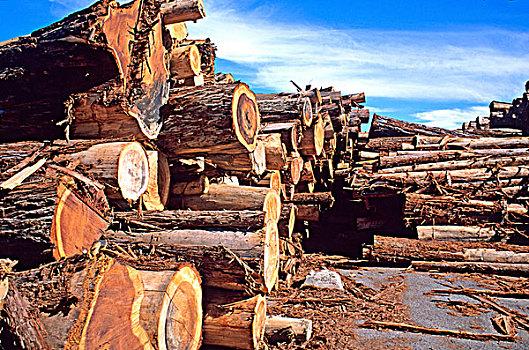 红杉,原木,木材,工厂,加利福尼亚,美国